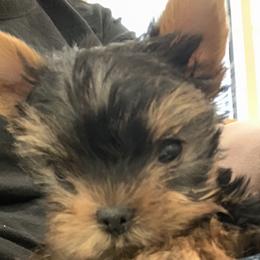 Yorkshire Terrier Puppies from Gator garden Yorkies