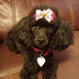 Violet - Poodle