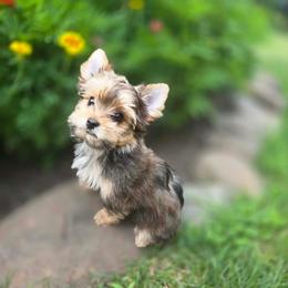 Brinkley - Blue and gold male Yorkshire Terrier puppy in Slate Hill, New York from Wendy's AKC Teacup and Micro Darlings Hudson Valley