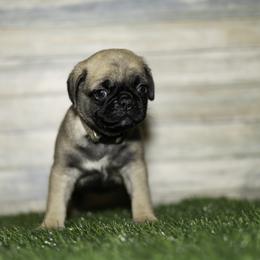 Max (brown) - Fawn male Pug puppy in Hereford, Arizona from Broken Road Ranch Pugs