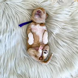 Girl 4 - female Goldendoodle puppy in Bell Buckle, Tennessee from Precious Puptown Doodles