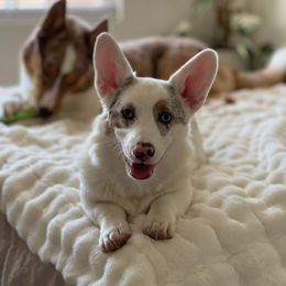 American Corgi and Pembroke Welsh Corgi Puppies from Beebe’s Corgis