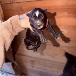 Girl 1 - Black and white female Siberian Husky puppy in Iron River, Wisconsin from Wiemeri Siberians