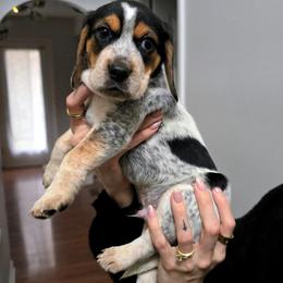 Shish-ki - Black tan and bluetick male Beagle puppy in Coraopolis, Pennsylvania from DeNard Beagles