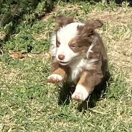 Miniature Australian Shepherd Puppies from Bar C Aussies