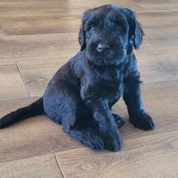 Giant Schnauzer Puppies from JAMG Schnauzers