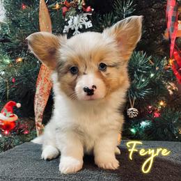 Feyre - American Corgi puppy from Weatherby’s Corgis