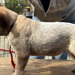 Australian Cattle Dogs from Lone Horse Cattle Dogs