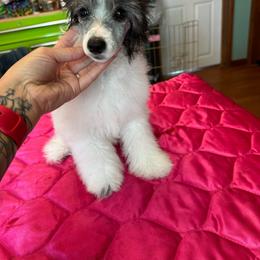 TopBrass Code Red 'Dewey' - Silver male Chinese Crested puppy in Auburn, Kansas from TopBrass Kennels