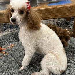 Bernedoodle, Poodle, and Shihpoo All Grown Up from Sue Watkins