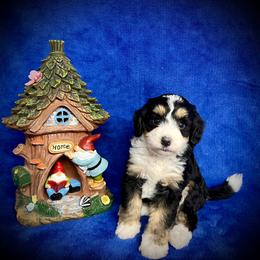 Bernedoodle Puppies from Colorful-K9'S