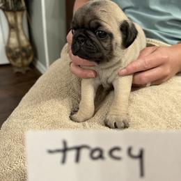 Tracy - Fawn female Pug puppy in Lexington, Alabama from Cook Grandy