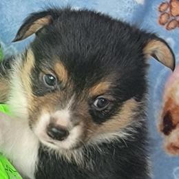 Lime green bandana boy - Black and tan male Pembroke Welsh Corgi puppy in Cherokee, Oklahoma from MCS Farms-OK