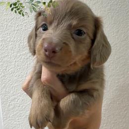 3500 FULL AKC - Isabella and Tan purple collar - Fawn (isabella) and tan female Dachshund puppy in Cottonwood, California from Circle C Farm