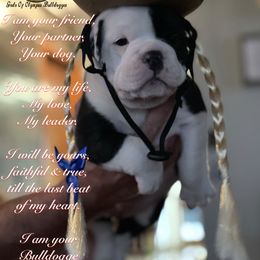 Olde English Bulldogge Puppies from Gods Of Olympus Bulldogges