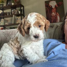 Dolly - Blenheim female Cavapoo puppy in Columbus, Montana from Montanas Mountain Bernedoodles