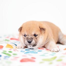 Mojito -FULL AKC REGISTRATION- - Red male Shiba Inu puppy in Neosho, Missouri from Kenny Cave K9s