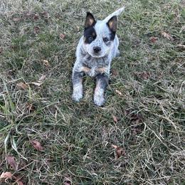 Boy 3 - Blue speckled male Australian Cattle Dog puppy in Mooresboro, North Carolina from Grog Creek Kennel