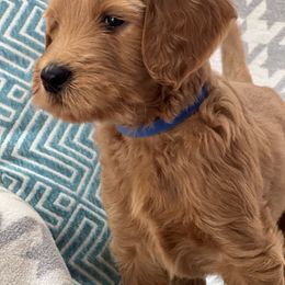 Bernedoodle and Goldendoodle Puppies from Ruby's Doodles