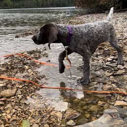 German Shorthaired Pointer Puppies from Inspire German Shorthaired Pointers