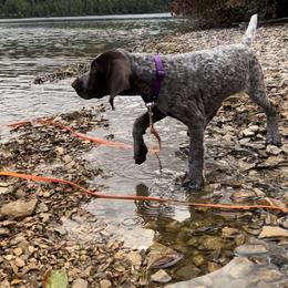 German Shorthaired Pointer Puppies from Inspire German Shorthaired Pointers