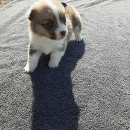 Pembroke Welsh Corgi Puppies from JD's Corgi Kennel