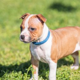 Pong - Red and white Staffordshire Bull Terrier puppy in College Station, Texas from Vivace Staffords