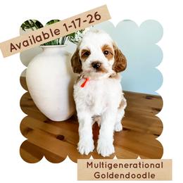 Cheddar Cheese - Parti male Goldendoodle puppy in Pleasant Grove, Utah from Destination Doodles