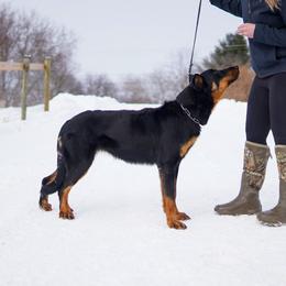Vilina - Beauceron