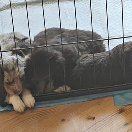 Toy Australian Shepherd Puppies from Mary Wickman