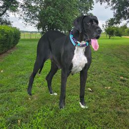 Natasha - Black female Great Dane puppy in Granby, Missouri from HCR Great Danes