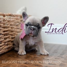 Indi - Blue fawn female French Bulldog puppy in Blue Ridge, Texas from Beason’s HomeGrown Frenchies