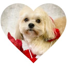 Sammy - Havanese