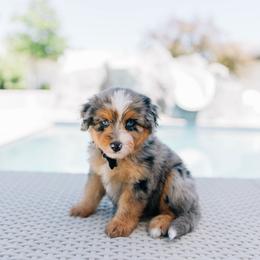 Okra - female Australian Mountain Doodle puppy in Murray, Utah from Sun Valley Doodles