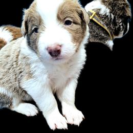 Storm - Lilac male Border Collie puppy in Cedar Springs, Michigan from Lyncroft Border Collies