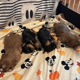 Cavalier King Charles Spaniel Puppies from Family first cavaliers