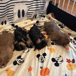 Cavalier King Charles Spaniel Puppies from Family first cavaliers