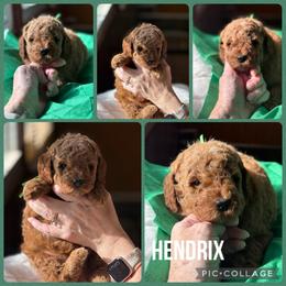 Hendrix - Red  male Poodle puppy in Mount Vernon, Illinois from AMC Poodles