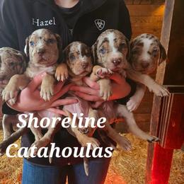 Catahoula Leopard Dog and Pembroke Welsh Corgi Puppies from Peach Tree/Shoreline Catahoulas & Corgis