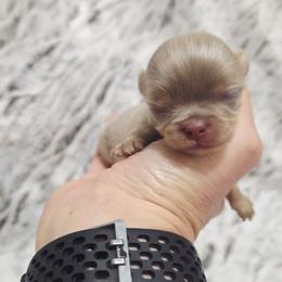 Lilac tri - Chocolate blue male Chihuahua puppy in Richmond, Virginia from Breens