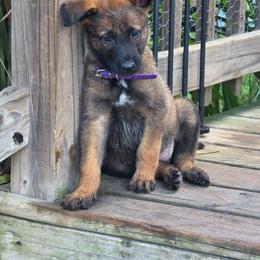 Purple - Fawn sable female Belgian Malinois puppy in Baytown, Texas from De Linus Malinois