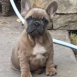 Bluey from OFA'd Parents - Fawn male French Bulldog puppy in Billings, Montana from Yellowstone Frenchies
