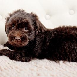 Gunner - Chocolate male Goldendoodle puppy in Athens, Alabama from Brewing Doodles