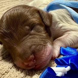 Twinkle - Parti male Golden Aussiedoodle puppy in Lakeland, Florida from Poodles Doodles Standard and Mini LLC