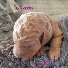 Goldendoodle Puppies from 3 Willows Goldendoodles