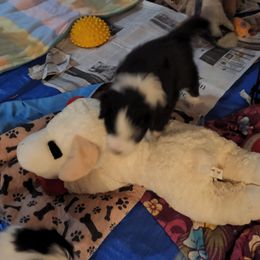 Bearded Collie Puppies from Lone Star Bearded Collies