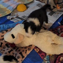 Bearded Collie Puppies from Lone Star Bearded Collies