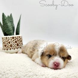 Scooby-Doo - Sable merle and white male American Corgi puppy in Cameron, North Carolina from Butts Family Corgis