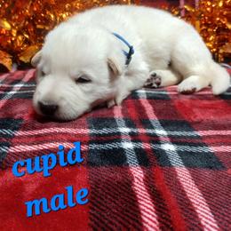 Cupid (Blue) - White male German Shepherd puppy in Bedias, Texas from TiPi S Ranch's German Shepherds