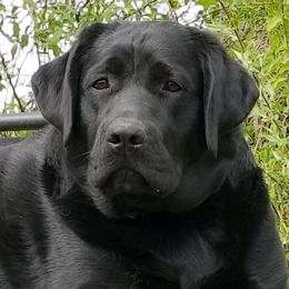 Jules - Labrador Retriever